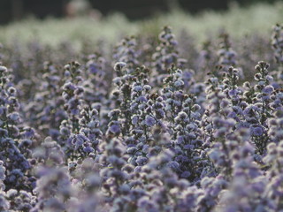 white Magaret flower garden and sweet background fram