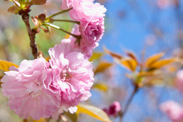 蒲生住吉池の八重桜
