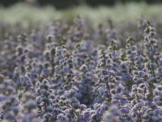 white Magaret flower garden and sweet background fram