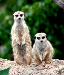very cute meerkats from africa