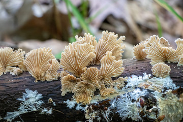 White mushrooms (Schizophyllum commune) growing on a log