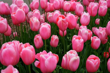 Beautiful pink tulip flowers at full bloom
