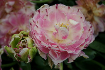Beautiful Foxtrot Double Late tulip flowers at full bloom