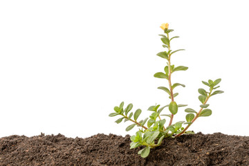 Green sprout growing in soil isolated on white  background. Growing and environment concept