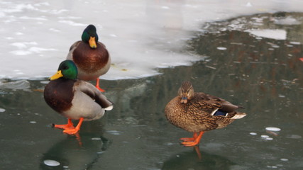 Canadian Ducks on Lake Ontario in the winter