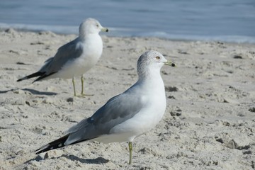 Seagulls on the beach in Atlantic coast of North Florida, closeup