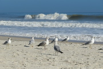 Seagulls on ocean shore in Atlantic coast of North Florida - Powered by Adobe