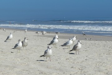 Seagulls on ocean shore in Atlantic coast of North Florida