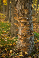 Fungus on Trees in Fall