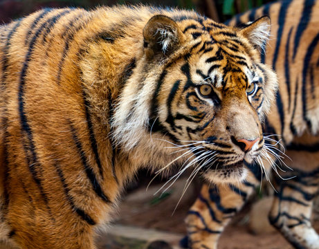 beautiful tiger from Sumatra