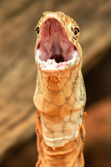 Perentie also known as a Varanus giganteus
