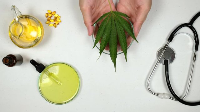 cbd oil research in the laboratory .doctor show the oil for medication . health care concept.