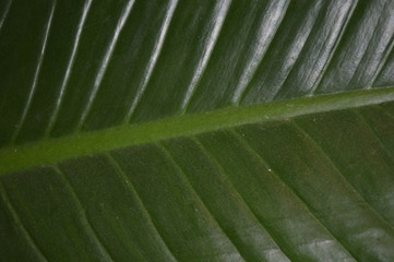 The surface pattern of large decorative foliage is green.