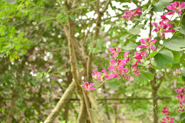 Bauhinia flowers . Bauhinia is produced in southern China. India and Indochina Peninsula are distributed. It is a good ornamental and nectar plant, widely cultivated in tropical and subtropical areas.