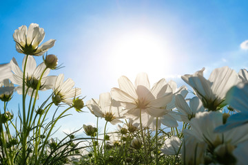 Cosmos flowers in the garden, bright and beautiful sky background