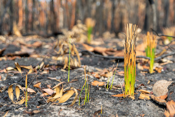 Close-up shot of fresh, green Grass Tree (Xanthorrhoea) leaves growing in a forest near Sydney, New South Wales, Australia, after the devastating bushfire season of 2019. Burnt trees in background.