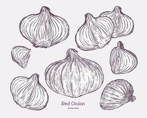 Red onion collection, hand draw sketch vector.