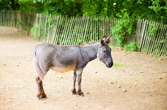 Donkey standing on a field with a blurred background