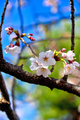 近くの公園の桜の花が咲きました。