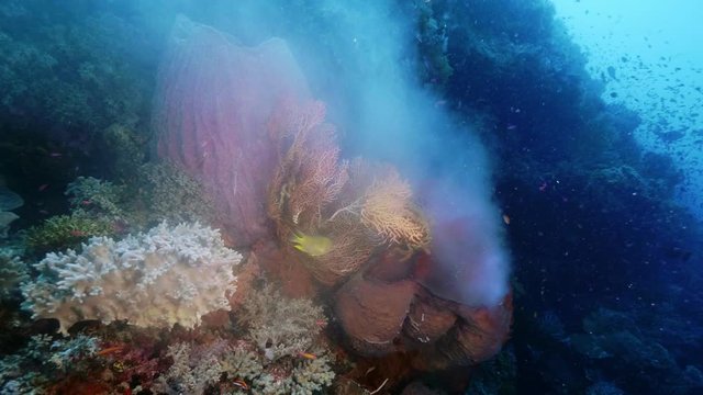 Spawning Giant Barrel Sponge. Forgotten Islands (Indonesia)