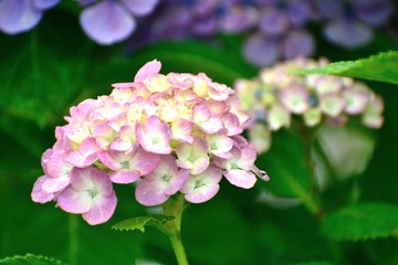 淡いピンク色のアジサイ