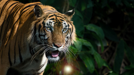 Photos of tiger naturally.