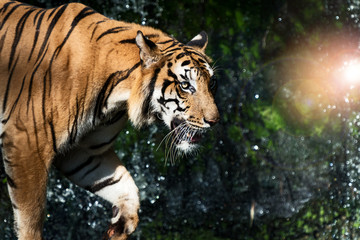 Photos of tiger naturally.