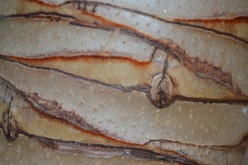 The surface of a tree with a segmented trunk.