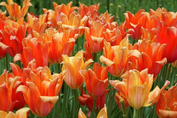 Single late tulips El Nino in red and orange color