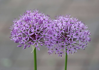 Beautiful blue Globe Thistle flower at full bloom