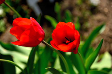 陽の光に輝いている赤い花、チューリップ