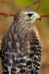 Red Shoulder Hawk in the Florida Everglades