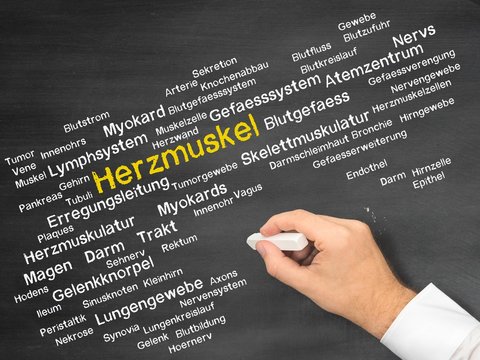 Herzmuskel