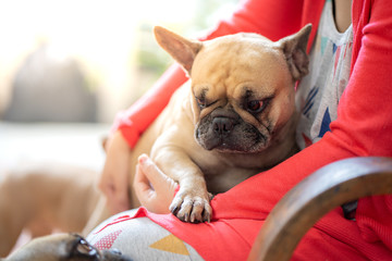 Cute girl playing with her friendlies french bulldog at home.