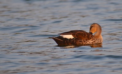 A duck floating on water.  In Man-Sagar lake jaipur. 