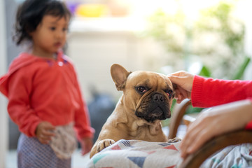 Cute girl playing with her friendlies french bulldog at home.