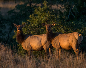 Naklejka na ściany i meble Two Elk Cows in early morning light