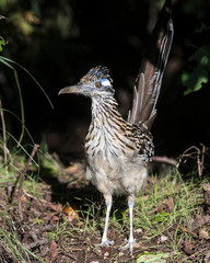 Roadrunner