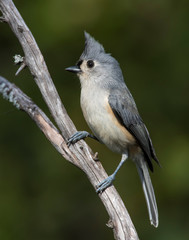 Tufted Titmouse