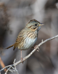 Sparrow on a perch