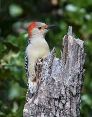 Red-bellied Woodpecker on a tree