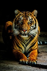 tiger in zoo