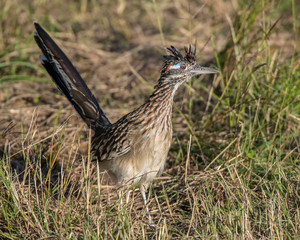 Roadrunner
