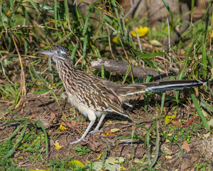 Roadrunner