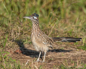 Roadrunner
