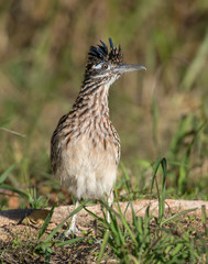 Roadrunner