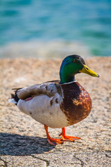 Mallard Duck