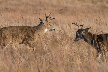 White-tailed Deer Buck getting ready to spar