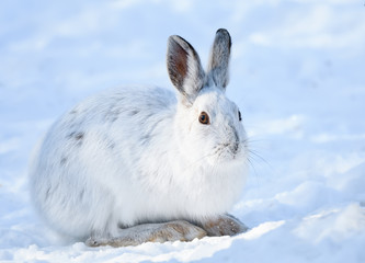 White Snowshoe Hare Sitting on Snow in Winter, Closeup Portrait