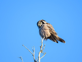Northern Hawk Owl Perched on Top of the Tree on Blue Sky in Winter